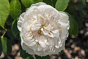 Rose rosa `Macmillan Nurse