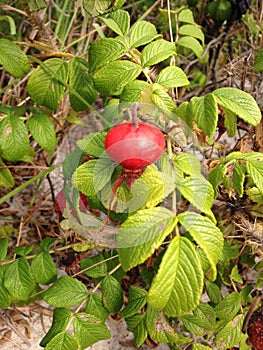 Rose (Rosa) Plant Bush with Rose Hips Growing in Sand Dunes.