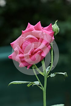 Rose Rosaceae flower blooming with a green bud and dark green background
