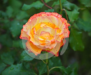 Rose In Rose Garden Tralee Ireland