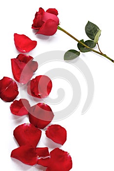 A rose and rose petals