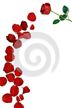 A rose and rose petals