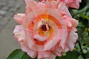 ROSE AND ROSE PLANTS IN KASTRUP COPENHAGEN DENMARK