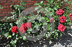 ROSE AND ROSE PLANTS IN KASTRUP COPENHAGEN DENMARK