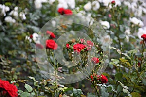 Rose and rose plants in Kastrup Copenhagen Denmark