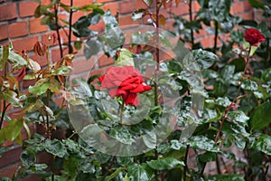 Rose and rose plants in Kastrup Copenhagen Denmark