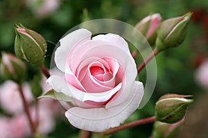 Rose with rosebud photo