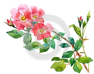 Rose and rosebuds photo
