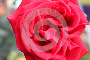 Rose, rosÃ© Flower Flowering plant fragility beauty in Nature