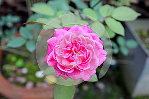 Rose, rosÃ© Flower Flowering plant fragility beauty in Nature