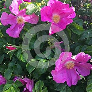 Rose Rugosa flowers, fuchsia color. Bright colors.