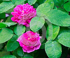 Rose rugosa. Pink rose. Blooming rose. Japanese rose. Gardening Green leaves