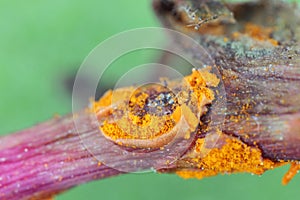 Rose rust fungus (Phragmidium mucronatum). Common plant pathogen.