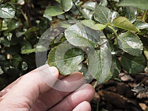 Rose rust Phragmidium mucronatum on rose
