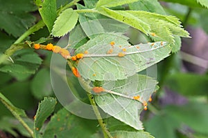Rose rust on the underside of a leaf