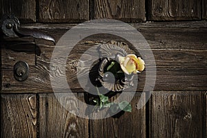 Rose on the rustic door