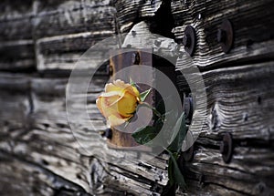 Yellow Rose on the rustic door