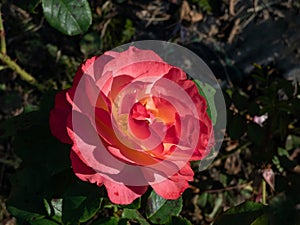 Rose 'Salzburg' flowering with orange and pink, salmon with yellow center blooms in bright sunlight in a park