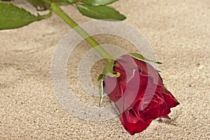 Rose in sand