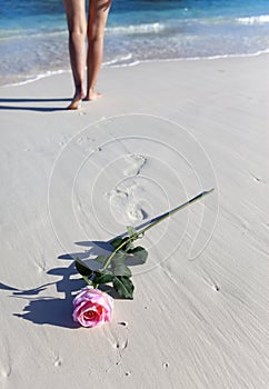 Rose on sand of the beach and and female feet at a sea edge