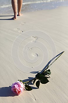 Rose on sand of the beach and and female feet at a sea edge