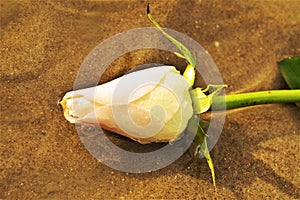 Rose on the sand, symbol of immensity
