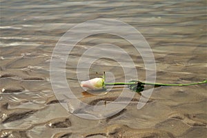 Rose on the sand, symbol of immensity photo