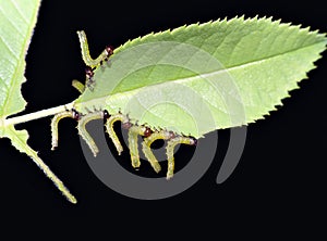 Rose sawfly larva - garden pest