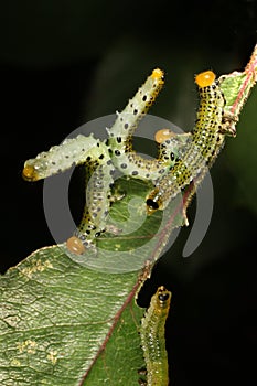 Rose Sawfly larvae