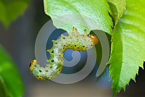 Rose sawfly larvae Arge ochropus