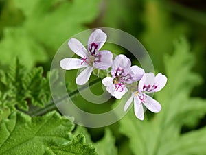 Rose-scented Pelargonium