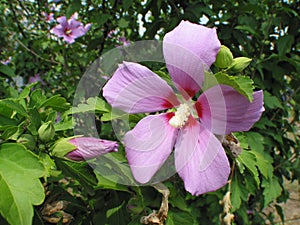 Rose of Sharon