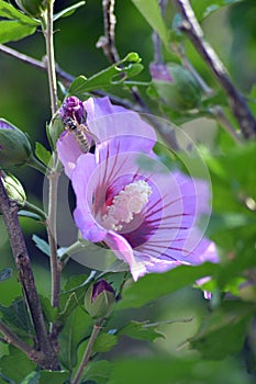 Rose of sharon