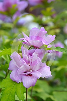 Rose Of Sharon Ardens photo