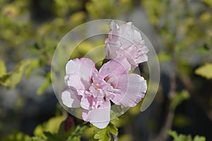 Rose Of Sharon Ardens