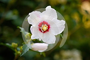 Rose of Sharon Bloom