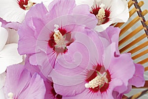 Rose of Sharon Blossoms