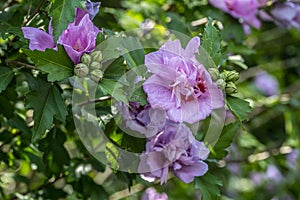 Rose of sharon blossoms closeup