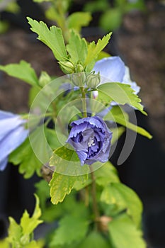 Rose Of Sharon Blue Chiffon