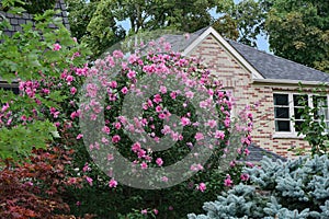 Rose of Sharon bush in bloom