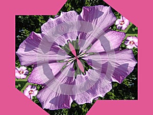 Rose of Sharon distorted