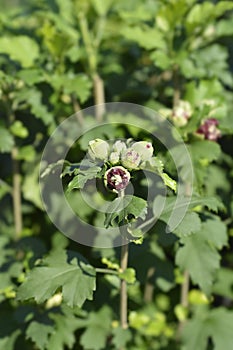 Rose Of Sharon Duc de Brabant