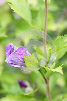 Rose of Sharon Hibiscus syriacus Gandini Santiago, budding flower