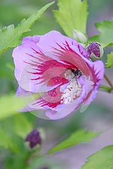 Rose of Sharon Hibiscus syriacus Gandini Santiago, semi-double-flowered purple with bee