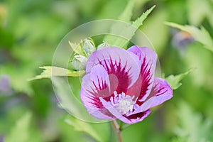 Rose of Sharon Hibiscus syriacus Gandini Santiago, semi-double-flowered purple with crimson eye