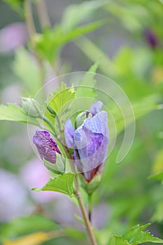 Rose of Sharon Hibiscus syriacus Gandini Santiago, semi-double-flowered purple flower budding