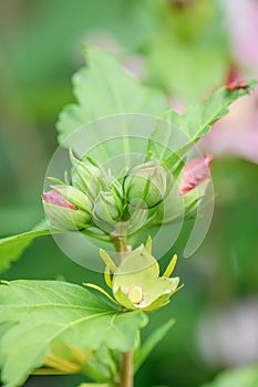 Rose of Sharon Hibiscus syriacus hamabo, budding flowers