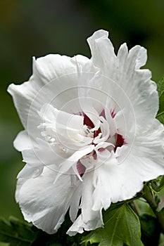 Rose of Sharon - Hibiscus syriacus - Morning Star