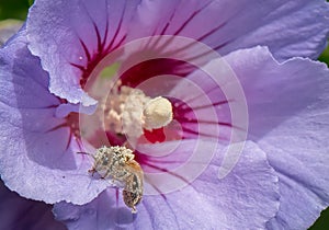 Rose of Sharon Hibiscus syriacus Oiseau Bleu, violet-blue fower with honey bee