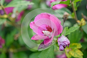 Rose of Sharon Hibiscus syriacus Rubis, red-purple flower with crimson eye and buds